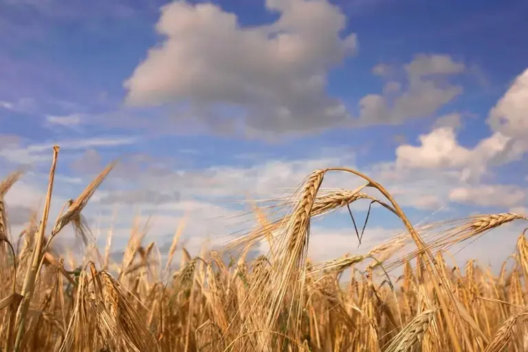 IMPORTANCE OF WHOLE GRAIN
