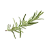 image of Rosemary fresh