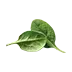 image of Fresh spinach